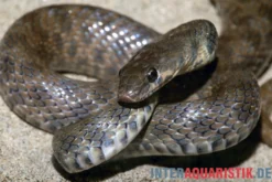 Geoffroy-Renner, Platyceps florulentus