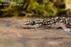 Gepunkteter Hausgecko, Hemidactylus angulatus