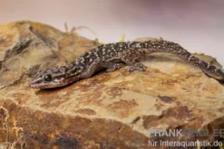 Gepunkteter Hausgecko, Hemidactylus angulatus