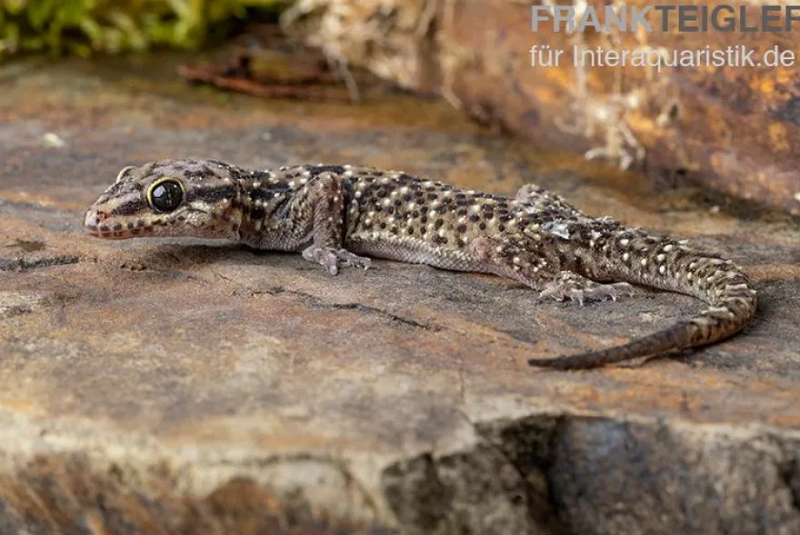 Gepunkteter Hausgecko, Hemidactylus angulatus