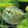 Gepunkteter Scheibensalmler, Metynnis maculatus