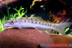 Gepunktete Saugschmerle, Gyrinocheilus pennocki