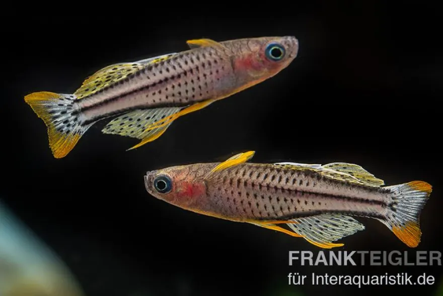 Gepunktetes Blauauge Aru IV, Pseudomugil gertrudae "Aru IV"