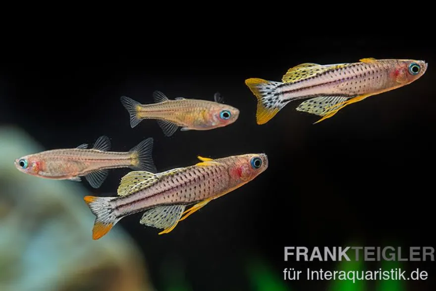 Gepunktetes Blauauge Aru IV, Pseudomugil gertrudae "Aru IV"
