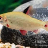 Gerad-Salmler, Distichodus noboli