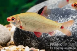 Gerad-Salmler, Distichodus noboli