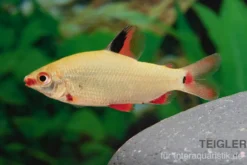 Gerad-Salmler, Distichodus noboli