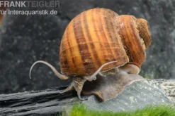 Gerillte Apfelschnecke, Lanistes lybicus