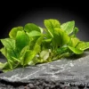 Geschecktes Zwergspeerblatt, Anubias barteri var. nana "Pinto", im Topf