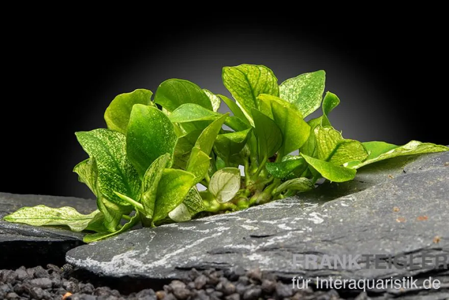 Geschecktes Zwergspeerblatt, Anubias barteri var. nana "Pinto", im Topf