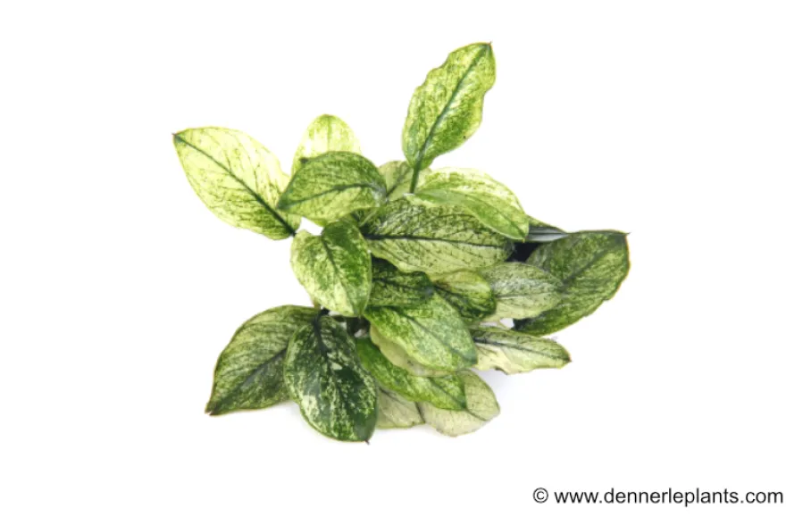 Geschecktes Zwergspeerblatt, Anubias barteri var. nana "Pinto", im Topf