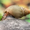 Gestachelte Turmdeckelschnecke, Thiara winteri (Thiara scabra)