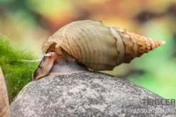Gestachelte Turmdeckelschnecke, Thiara winteri (Thiara scabra)