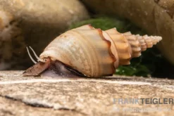 Gestachelte Turmdeckelschnecke, Thiara winteri (Thiara scabra)
