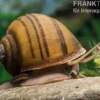 Gestreifte Apfelschnecke, Pila angelica