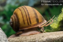 Gestreifte Apfelschnecke, Pila angelica