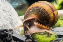 Gestreifte Apfelschnecke, Pila angelica