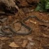 Gestreifte Fischnatter, Xenochrophis vittatus