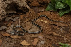 Gestreifte Fischnatter, Xenochrophis vittatus