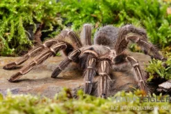 Gestreifte Guatemala-Vogelspinne, Aphonopelma seemanni