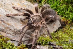 Gestreifte Guatemala-Vogelspinne, Aphonopelma seemanni