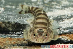 Gestreifter Borneo-Flossensauger, Hypergastromyzon humilis