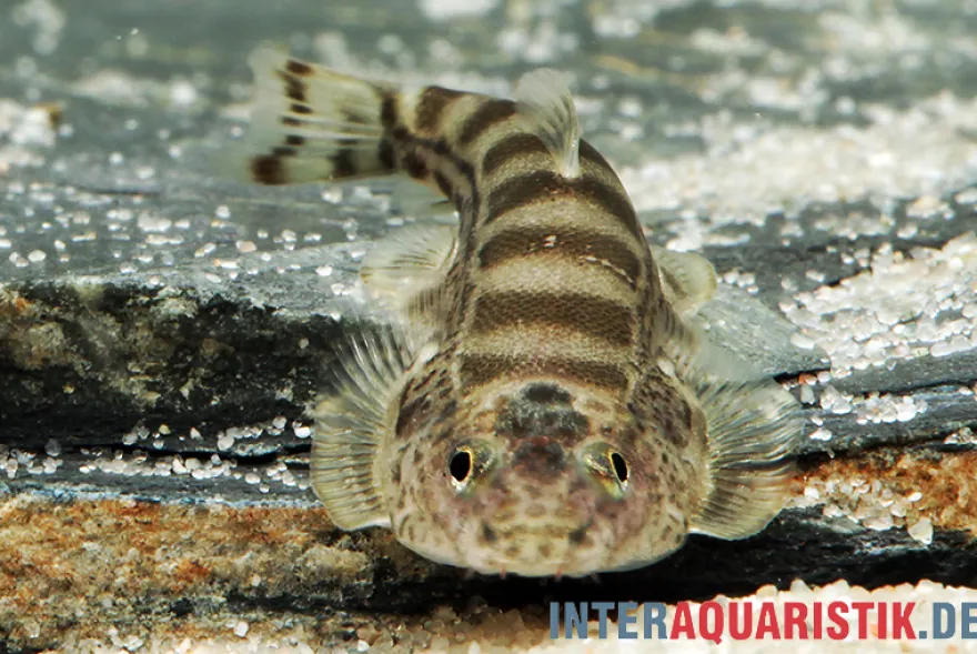 Gestreifter Borneo-Flossensauger, Hypergastromyzon humilis