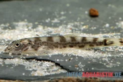 Gestreifter Borneo-Flossensauger, Hypergastromyzon humilis