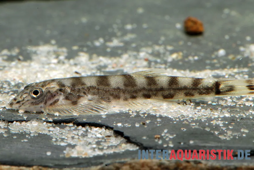 Gestreifter Borneo-Flossensauger, Hypergastromyzon humilis