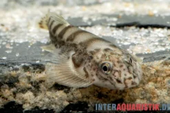 Gestreifter Borneo-Flossensauger, Hypergastromyzon humilis