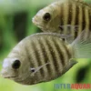 Gestreifter Buntbarsch, Etroplus suratensis, 2 cm NZ