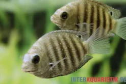 Gestreifter Buntbarsch, Etroplus suratensis, 2 cm NZ