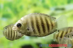 Gestreifter Buntbarsch, Etroplus suratensis, 2 cm NZ