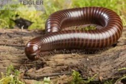 Gestreifter Delta Millipede, Spirostreptus spec. Delta banded