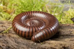 Gestreifter Delta Millipede, Spirostreptus spec. Delta banded