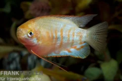 Gestreifter Fadenfisch, Colisa fasciata, 4-5 cm