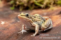 Gestreifter Grasfrosch, Ptychadena porosissima