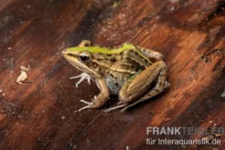 Gestreifter Grasfrosch, Ptychadena porosissima