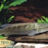 Gestreifter Kammbuntbarsch, Crenicichla strigata