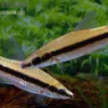 Gestreifter Kopfsteher, Anostomus taeniatus