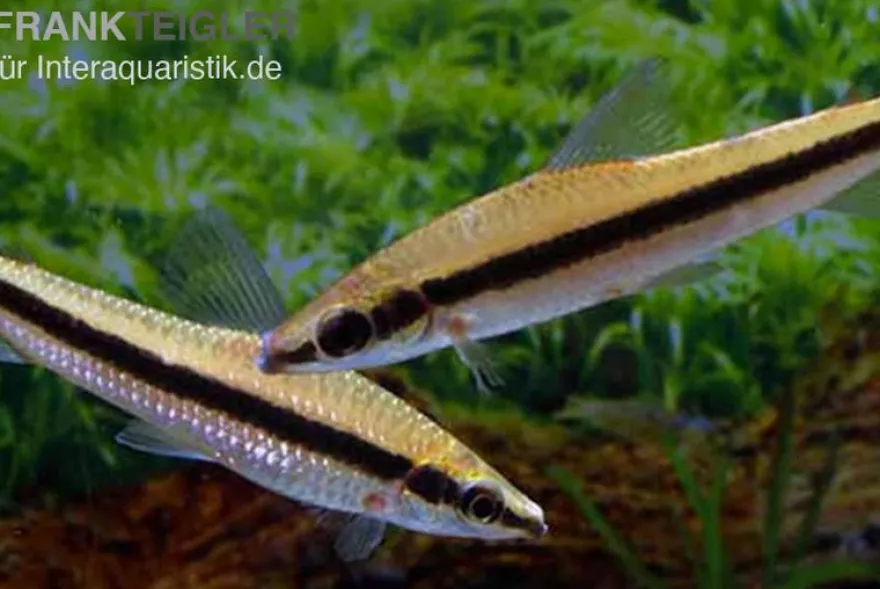 Gestreifter Kopfsteher, Anostomus taeniatus