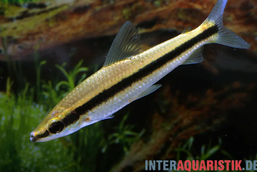 Gestreifter Kopfsteher, Anostomus taeniatus