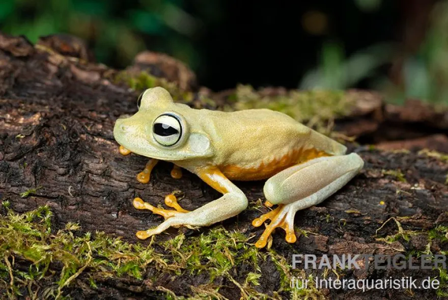 Gestreifter Laubfrosch, Hyla crepitans
