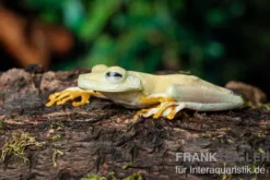 Gestreifter Laubfrosch, Hyla crepitans