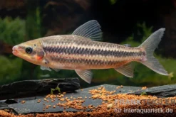 Gestreifter Leporinus, Leporinus striatus, 4-5 cm
