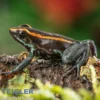 Gestreifter Pfeilgiftfrosch, Phyllobates vittatus
