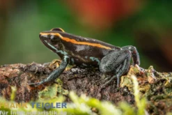 Gestreifter Pfeilgiftfrosch, Phyllobates vittatus