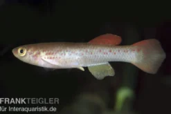 Gestreifter Prachtkärpfling, Aphyosemion striatum