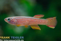 Gestreifter Prachtkärpfling, Aphyosemion striatum