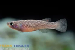 Gestreifter Prachtkärpfling, Aphyosemion striatum